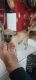 Chihuahua Puppies for sale in Sun City, Menifee, CA, USA. price: NA