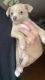 Chihuahua Puppies for sale in Watertown, NY 13601, USA. price: $500