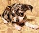 Chihuahua Puppies for sale in Waterville, ME, USA. price: NA
