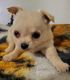 Chihuahua Puppies for sale in Waterville, ME, USA. price: $1,500