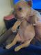 Chihuahua Puppies for sale in Clarion, PA 16214, USA. price: NA