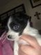 Chihuahua Puppies for sale in Blooming Grove, TX 76626, USA. price: NA