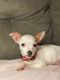 Chihuahua Puppies for sale in San Diego, CA, USA. price: $550