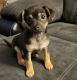 Chihuahua Puppies for sale in Everett, WA, USA. price: NA