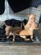 Chihuahua Puppies for sale in San Fernando, CA 91340, USA. price: NA