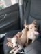 Chihuahua Puppies for sale in Miami Gardens, FL, USA. price: NA