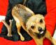 Chihuahua Puppies for sale in Crowley, TX 76036, USA. price: NA