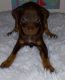 Chihuahua Puppies for sale in Tarpon Springs, FL, USA. price: $700