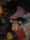 Chihuahua Puppies for sale in Ludlow, MA, USA. price: $1,250