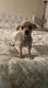 Chihuahua Puppies for sale in S Voss Rd, Houston, TX, USA. price: NA