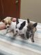 Chihuahua Puppies for sale in Ocala, FL 34470, USA. price: $500