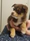 Chihuahua Puppies for sale in Aurora, CO, USA. price: NA