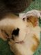 Chihuahua Puppies for sale in Albemarle, NC, USA. price: $300