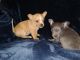 Chihuahua Puppies for sale in Creedmoor, NC 27522, USA. price: NA