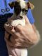 Chihuahua Puppies for sale in West Chester Township, OH, USA. price: $850