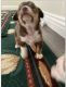 Chihuahua Puppies for sale in San Jacinto, CA, USA. price: NA