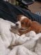 Chihuahua Puppies for sale in Azusa, CA, USA. price: $75