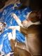 Chihuahua Puppies for sale in Wichita Falls, TX, USA. price: NA