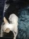 Chihuahua Puppies for sale in Athol, MA, USA. price: $600