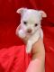 Chihuahua Puppies for sale in Hialeah, FL 33018, USA. price: NA