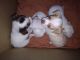 Chihuahua Puppies for sale in 5435 Marconi St, San Antonio, TX 78228, USA. price: NA