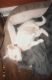 Chihuahua Puppies for sale in 548 Hollerman Ln, Gallatin, TN 37066, USA. price: NA