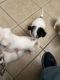 Chihuahua Puppies for sale in Dayton, OH, USA. price: $450