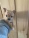 Chihuahua Puppies for sale in Verona, NY 13478, USA. price: $1,025