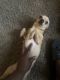 Chihuahua Puppies for sale in 17271 Raupp Rd, Melvindale, MI 48122, USA. price: NA