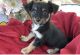 Chihuahua Puppies for sale in Kealakekua, HI, USA. price: $500