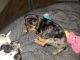 Chihuahua Puppies for sale in Lafayette, TN 37083, USA. price: $30,000