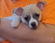Chihuahua Puppies for sale in Norfolk, VA, USA. price: $650