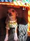 Chihuahua Puppies for sale in Kankakee, IL, USA. price: $650
