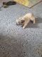 Chihuahua Puppies for sale in Westmoreland, TN 37186, USA. price: NA