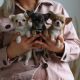 Chihuahua Puppies for sale in Kentucky, AR 72019, USA. price: NA
