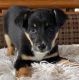 Chihuahua Puppies for sale in Dover, OH, USA. price: $200