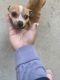 Chihuahua Puppies for sale in Raleigh, NC, USA. price: $700