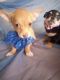 Chihuahua Puppies for sale in Adelanto, CA, USA. price: $480