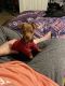 Chihuahua Puppies for sale in Tampa, FL, USA. price: $1,500