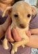 Chihuahua Puppies for sale in Madison, SD 57042, USA. price: $1,000