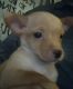 Chihuahua Puppies for sale in Dayton, OH, USA. price: $400