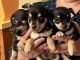 Chihuahua Puppies for sale in Fairfield, CA, USA. price: $100