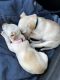 Chihuahua Puppies for sale in Austin, TX 78717, USA. price: $500