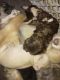 Chihuahua Puppies for sale in Mt Morris, MI 48458, USA. price: $400
