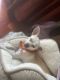 Chihuahua Puppies for sale in Park City, UT, USA. price: $700