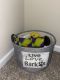 Chihuahua Puppies for sale in Fayetteville, NC, USA. price: $250