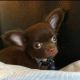 Chihuahua Puppies for sale in Tyler, TX, USA. price: NA