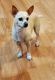 Chihuahua Puppies for sale in Spanish Fork, UT 84660, USA. price: $200