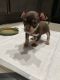 Chihuahua Puppies for sale in San Jose, CA, USA. price: $800