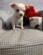 Chihuahua Puppies for sale in Trenton, FL 32693, USA. price: $600